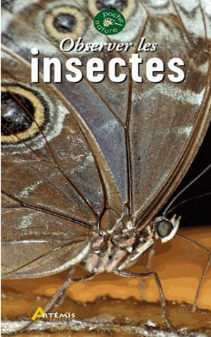 Observer les insectes