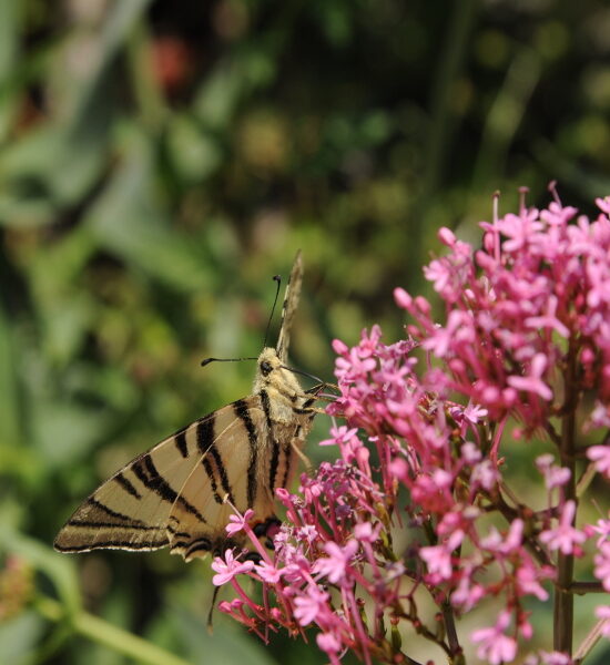 Papillon